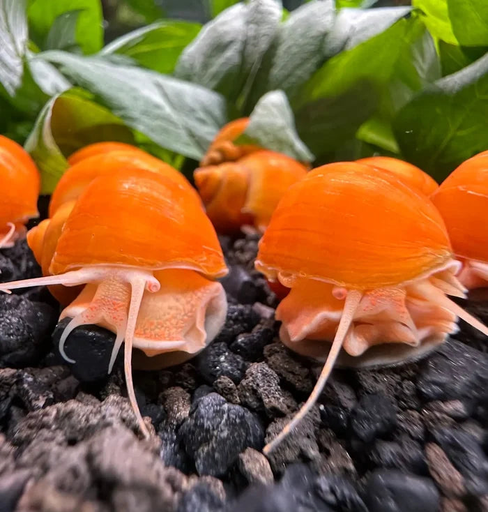 Gold Mystery Snails — live freshwater snails with black eyes and pink antennae