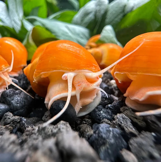 Gold Mystery Snails (Pomacea bridgesii) — live freshwater snails with orange shells