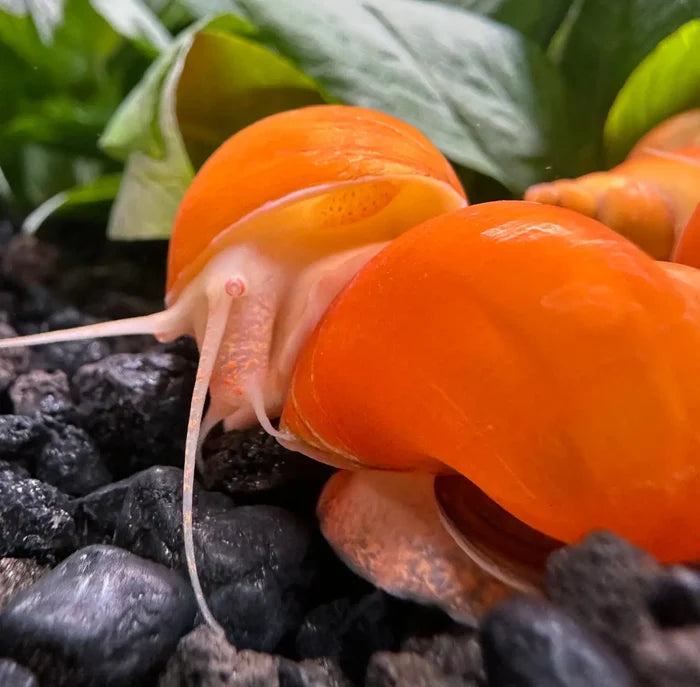 Orange mystery snail with pink tentacles on green leaf background