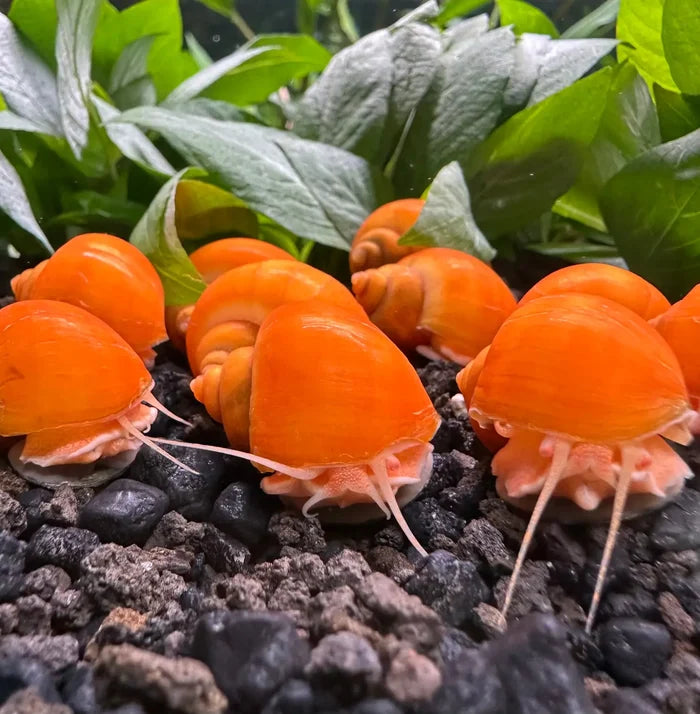 Gold Mystery Snails — live freshwater snails, orange shells with white accents
