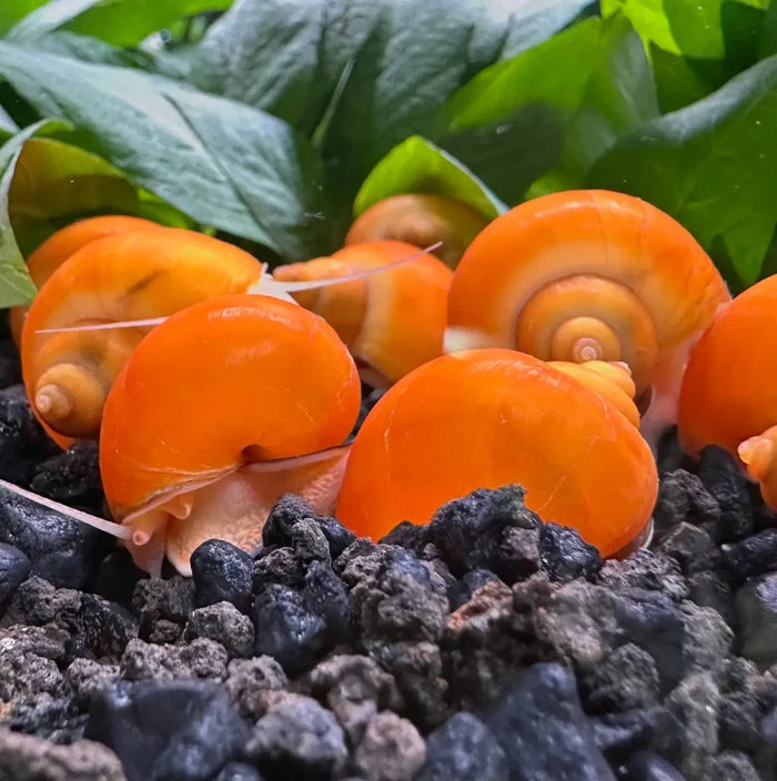 10 Gold Mystery Snails with orange spiral shell collection