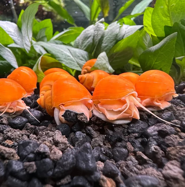 Gold Mystery Snails (Pomacea bridgesii) — group of live snails with orange shells