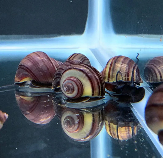 Five purple mystery snails with brown and cream striped glossy shells resting in a shallow water tank for breeding