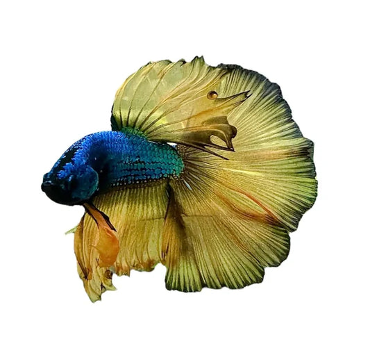A vibrant blue and gold super delta betta male fish with flowing translucent fins for aquarium display